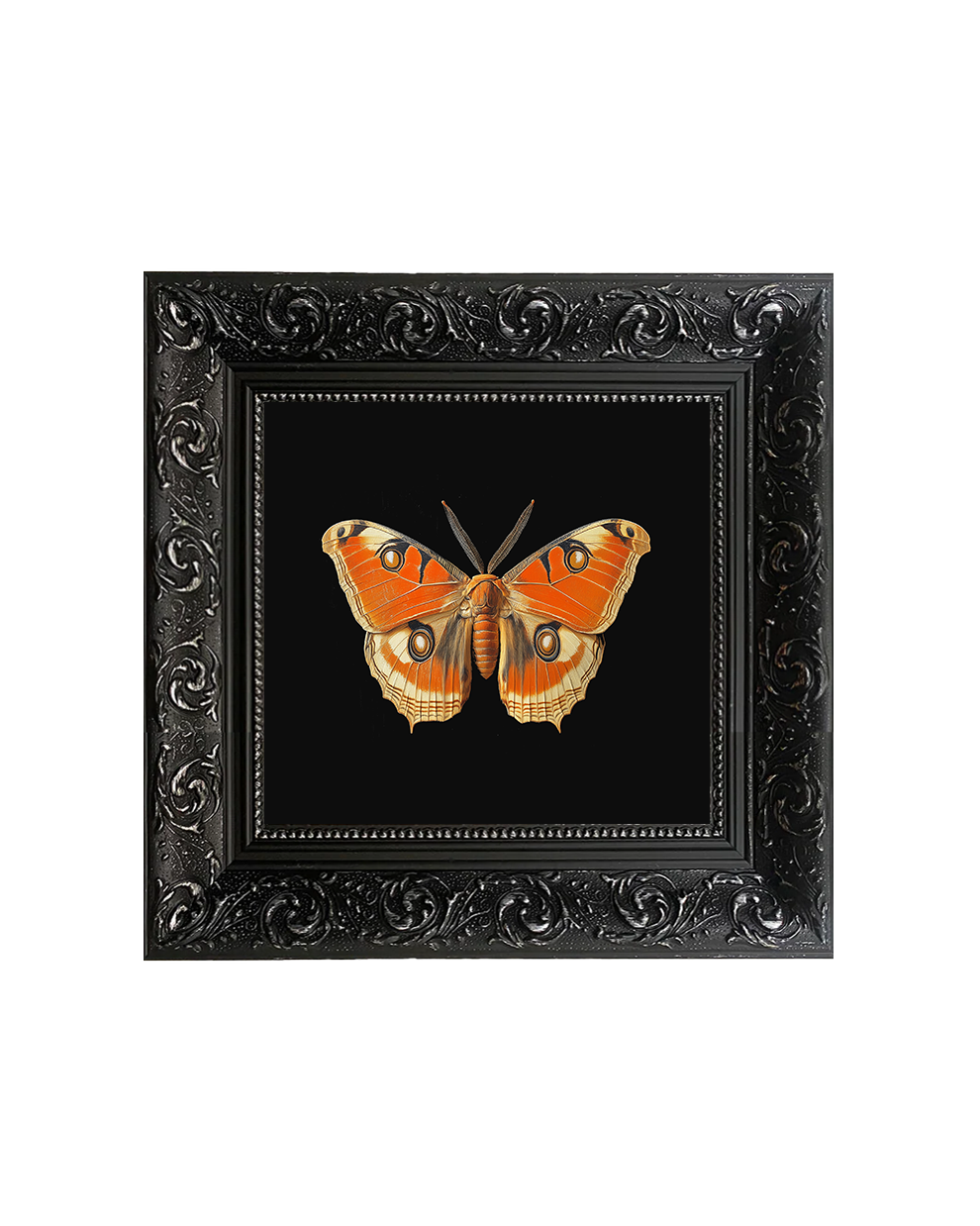 Hot Framed moth Attacus Atlas