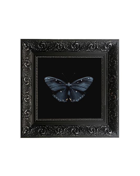 Black Witch Moth (Ascalapha odorata), Framed Square Print (15cm x 15cm)