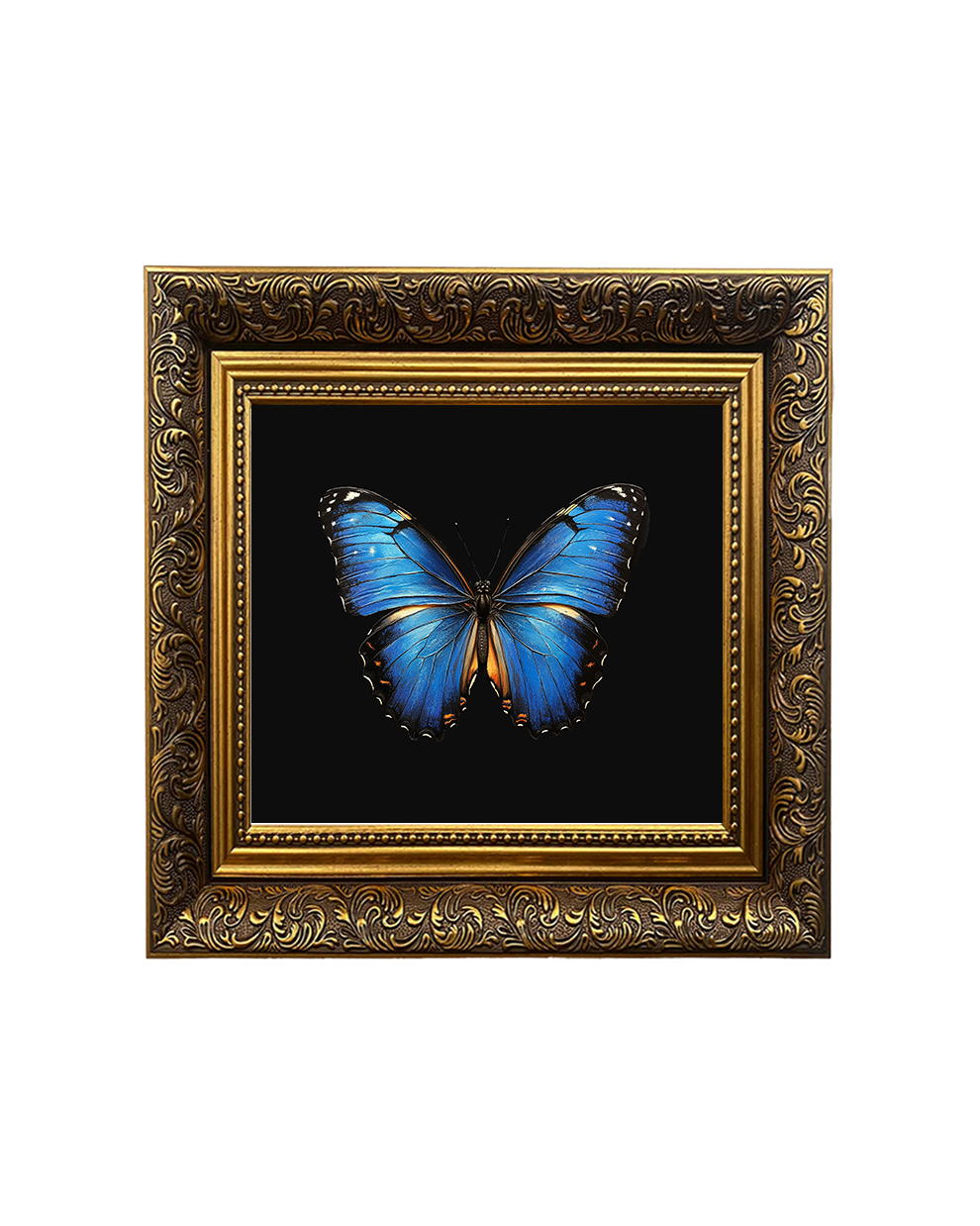 Blue Morpho Butterfly, Framed Square Print (15cm x 15cm)