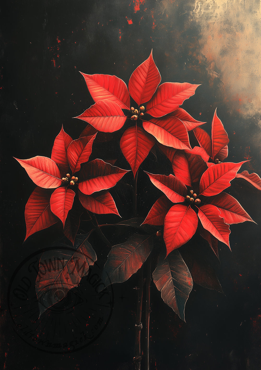 Dark Poinsettias