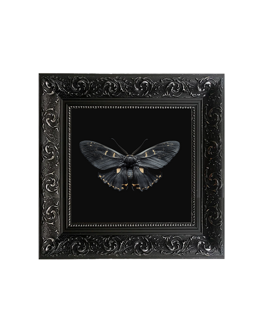 Death’s-Head Hawkmoth (Acherontia atropos), Framed Square Print (15cm x 15cm)