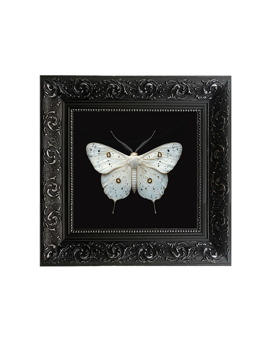 Ghost Moth (Hepialus Humuli), Framed Square Print (15cm x 15cm)