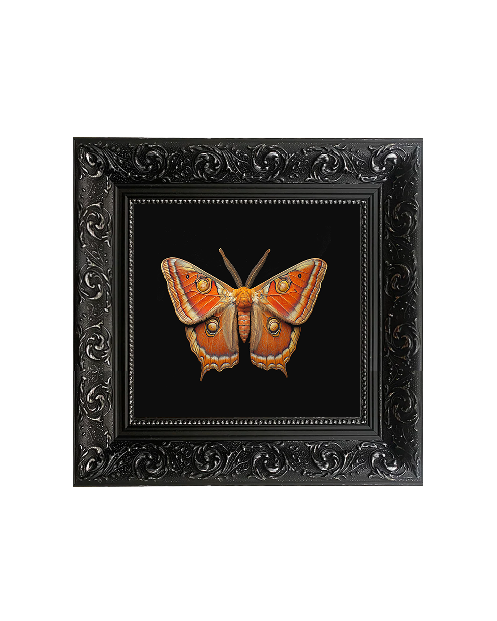 Giant Atlas Moth (Attacus atlas), Specimen 1, Framed Square Print (15cm x 15cm)