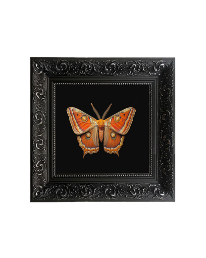 Giant Atlas Moth (Attacus atlas), Specimen 1, Framed Square Print (15cm x 15cm)