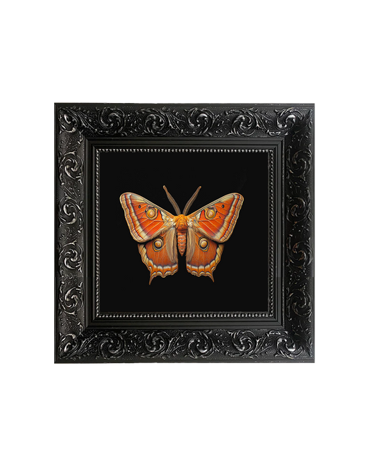 Giant Atlas Moth (Attacus atlas), Specimen 1, Framed Square Print (15cm x 15cm)