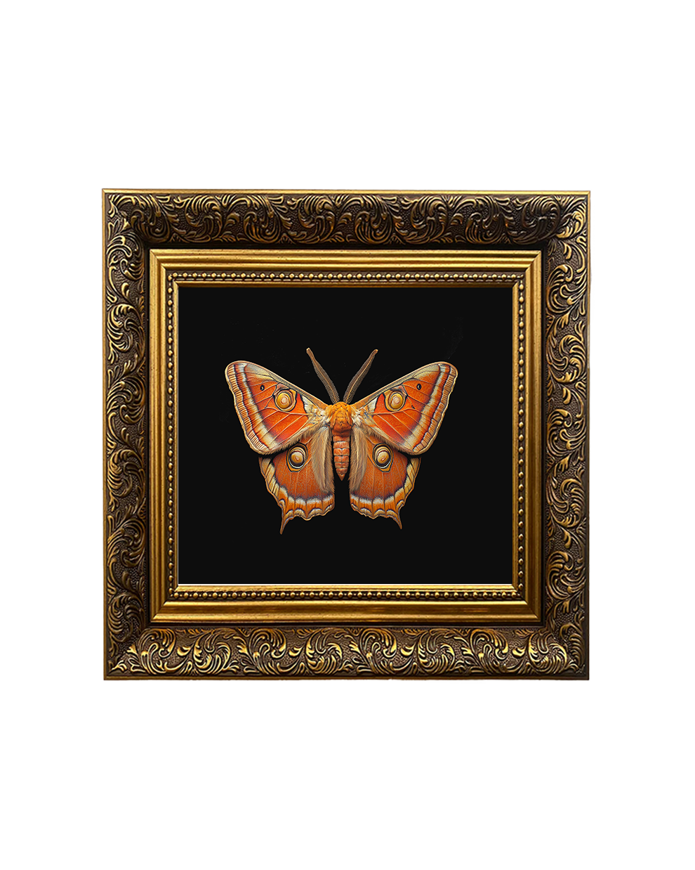 Giant Atlas Moth (Attacus atlas), Specimen 1, Framed Square Print (15cm x 15cm)