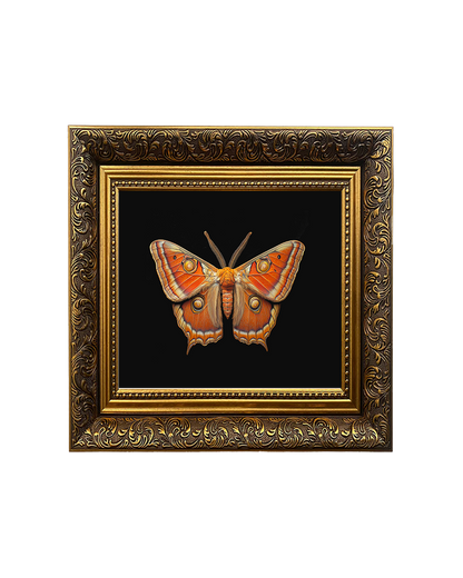 Giant Atlas Moth (Attacus atlas), Specimen 1, Framed Square Print (15cm x 15cm)