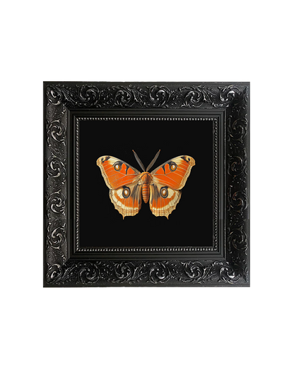 Giant Atlas Moth (Attacus atlas), Specimen 2, Framed Square Print (15cm x 15cm)