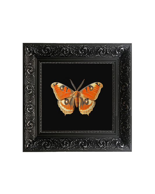 Giant Atlas Moth (Attacus atlas), Specimen 2, Framed Square Print (15cm x 15cm)