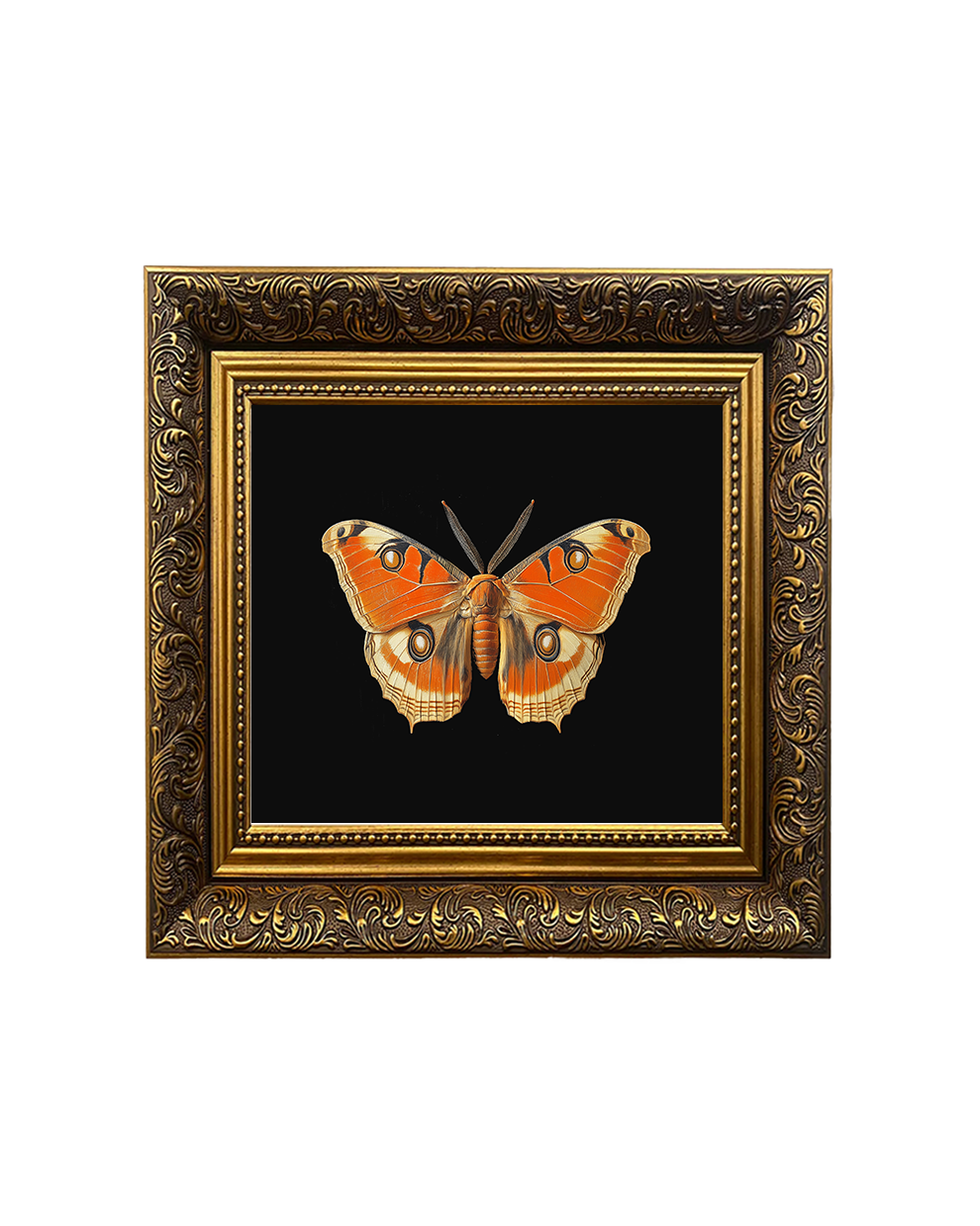 Giant Atlas Moth (Attacus atlas), Specimen 2, Framed Square Print (15cm x 15cm)