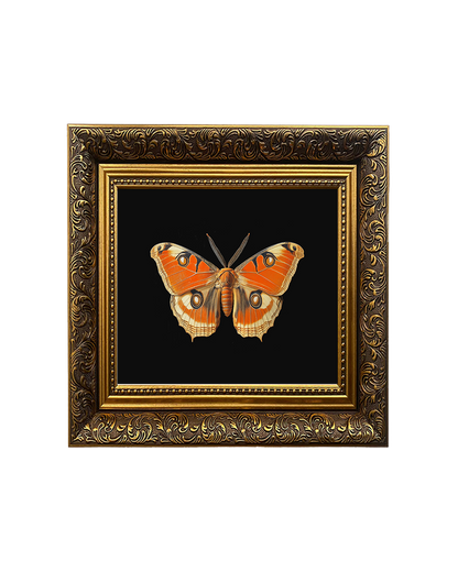 Giant Atlas Moth (Attacus atlas), Specimen 2, Framed Square Print (15cm x 15cm)