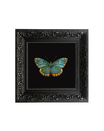 Green Butterfly, Framed Square Print (15cm x 15cm)