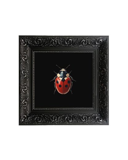 Ladybug, Framed Square Print (15cm x 15cm)