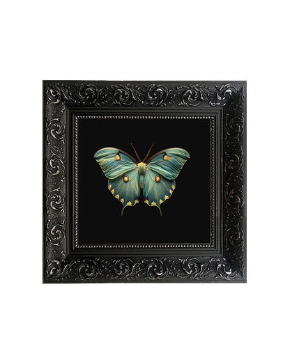 Luna Moth (Actias Luna), Framed Square Print (15cm x 15cm)