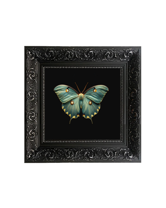 Luna Moth (Actias Luna), Framed Square Print (15cm x 15cm)