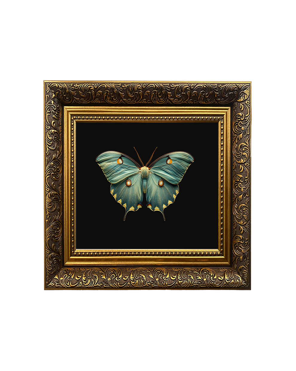 Luna Moth (Actias Luna), Framed Square Print (15cm x 15cm)