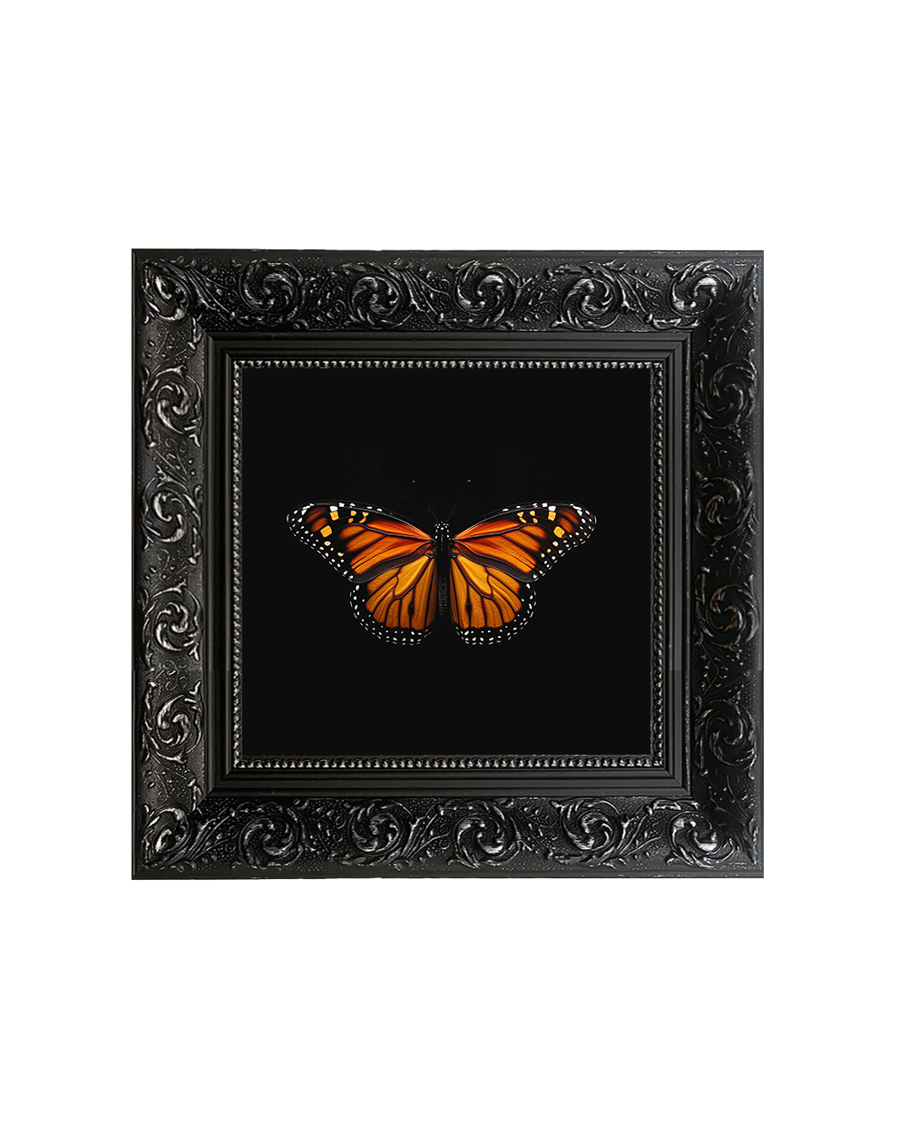 Monarch Butterfly (Danaus plexippus), Framed Square Print (15cm x 15cm)