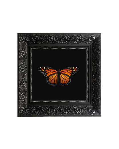 Monarch Butterfly (Danaus plexippus), Framed Square Print (15cm x 15cm)