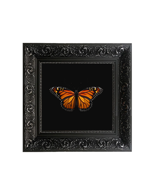 Monarch Butterfly (Danaus plexippus), Framed Square Print (15cm x 15cm)