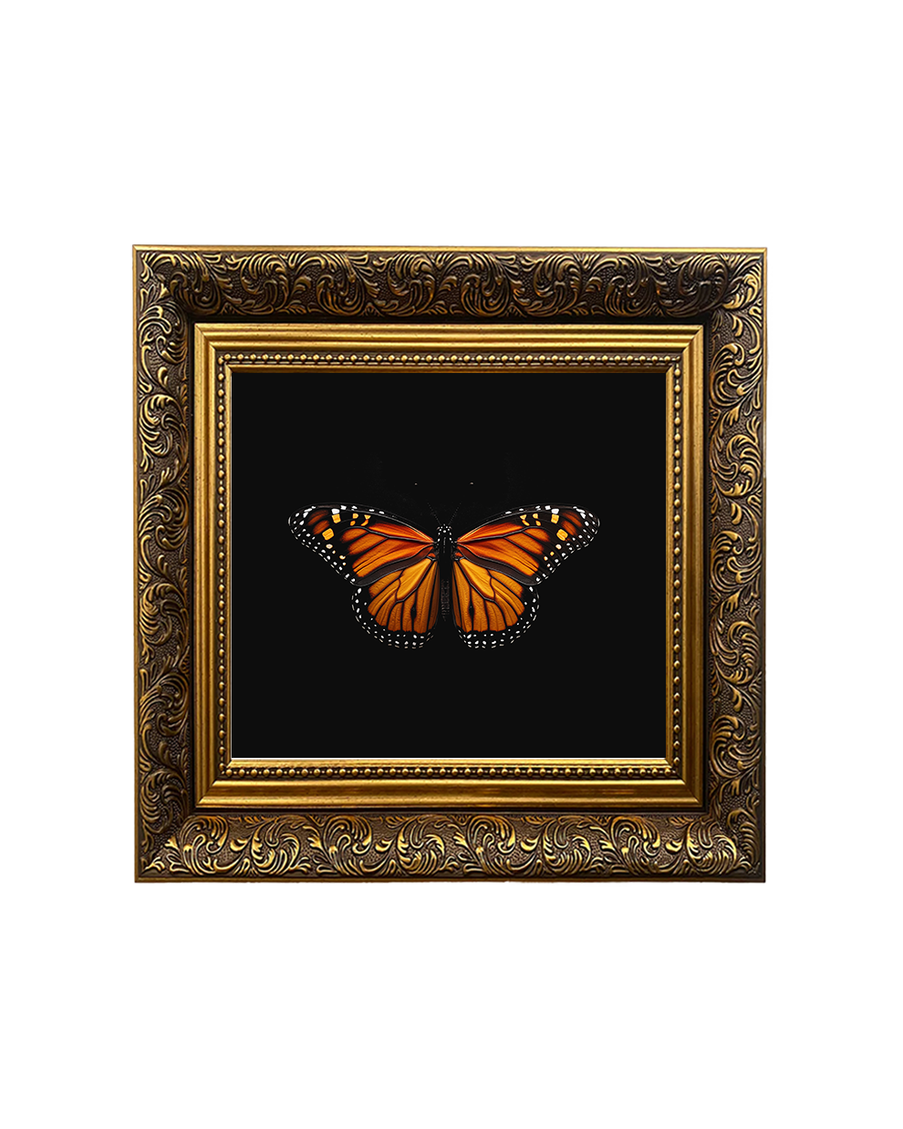 Monarch Butterfly (Danaus plexippus), Framed Square Print (15cm x 15cm)