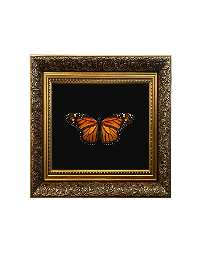 Monarch Butterfly (Danaus plexippus), Framed Square Print (15cm x 15cm)