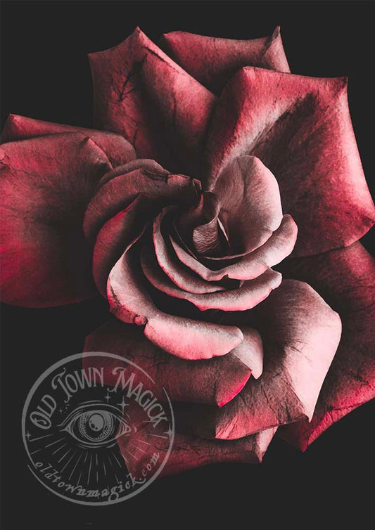 Gothic Rose Occult Esoteric Wall Art Print