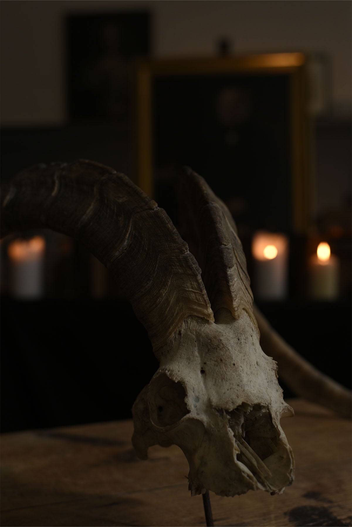 Antique Ram Skull with Horns