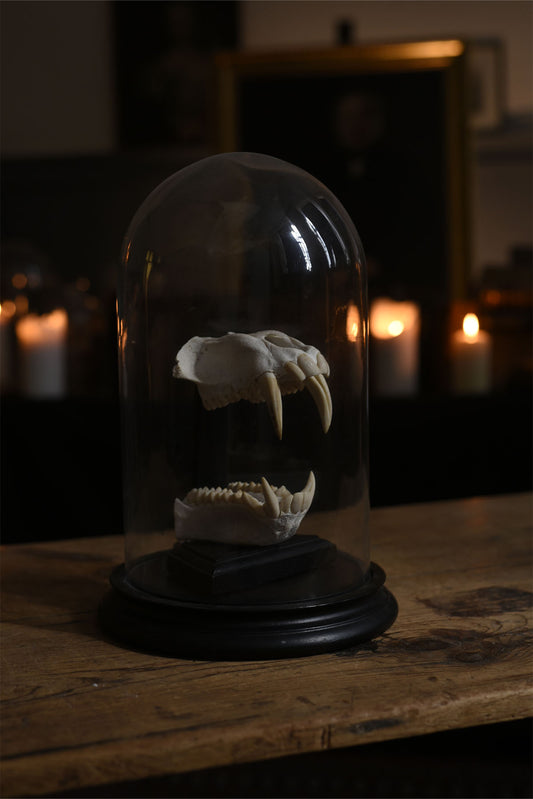 Floating Jawbone Specimen in Glass Dome