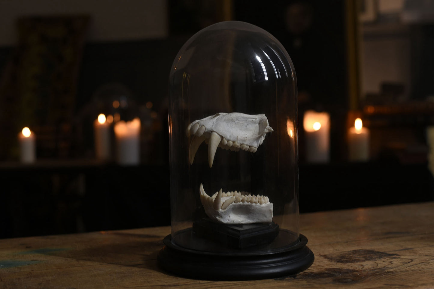 Floating Jawbone Specimen in Glass Dome