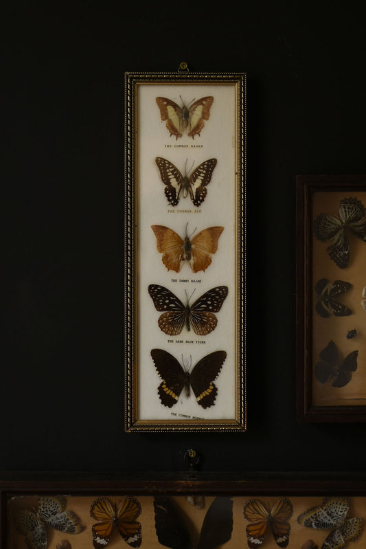 Framed Butterflies and Moths Display