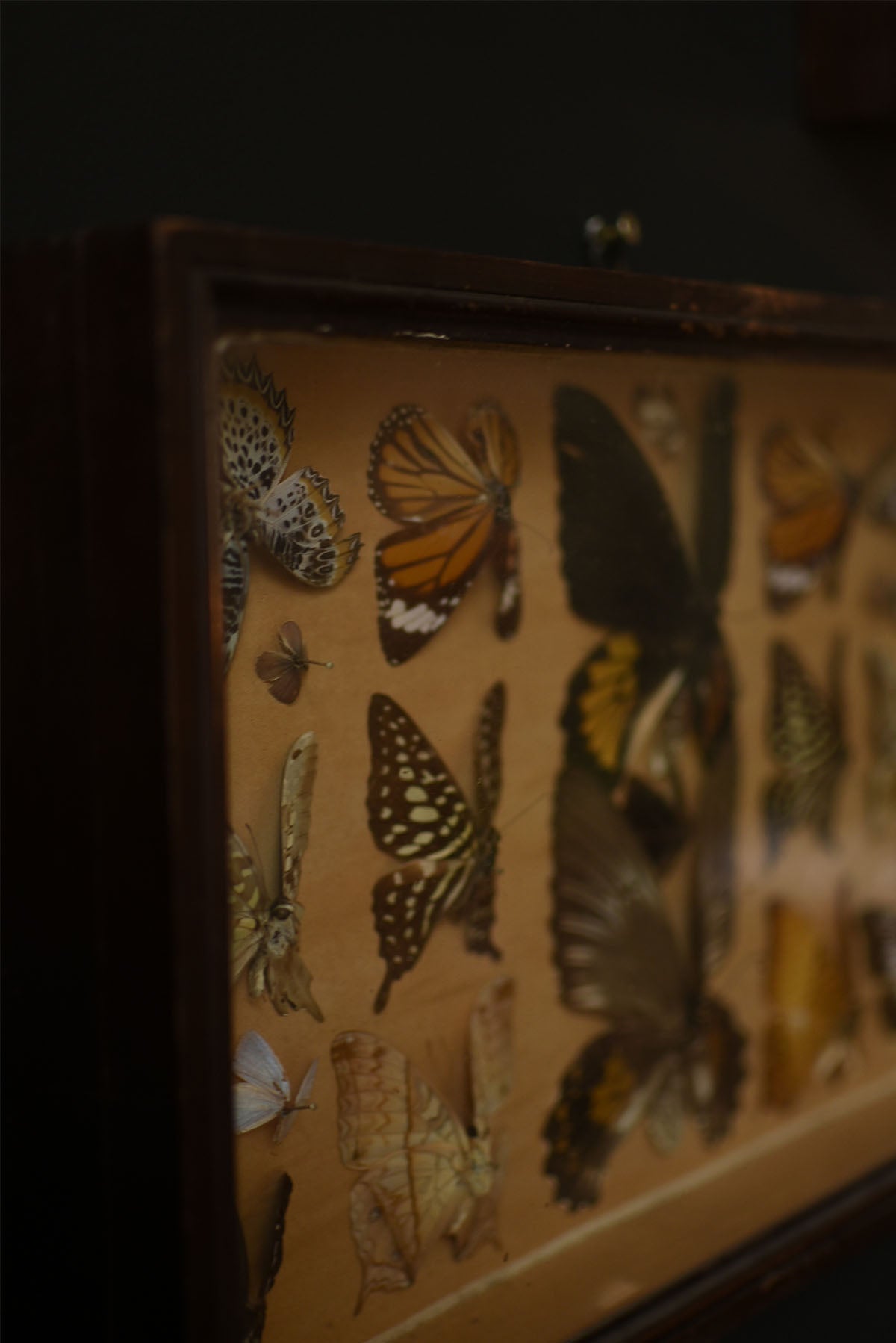 Pair of Lepidopterology Butterfly Boxes