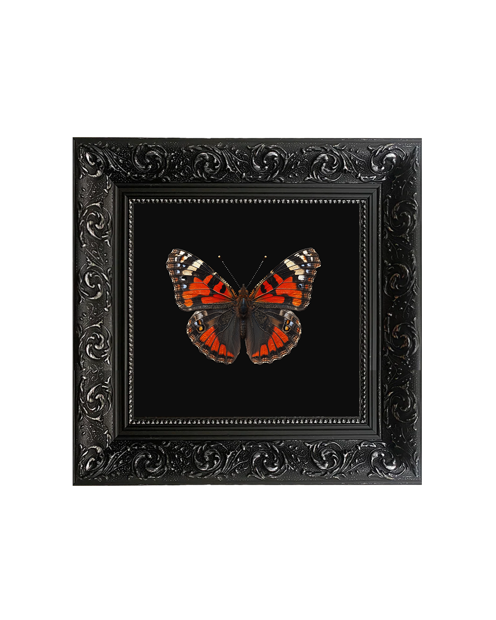 Red Admiral Butterfly, Framed Square Print (15cm x 15cm)