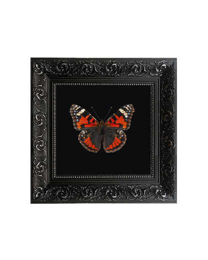 Red Admiral Butterfly, Framed Square Print (15cm x 15cm)