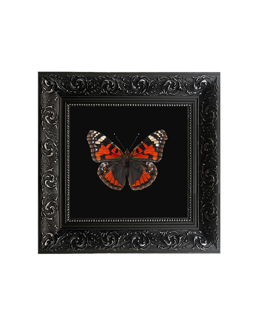 Red Admiral Butterfly, Framed Square Print (15cm x 15cm)