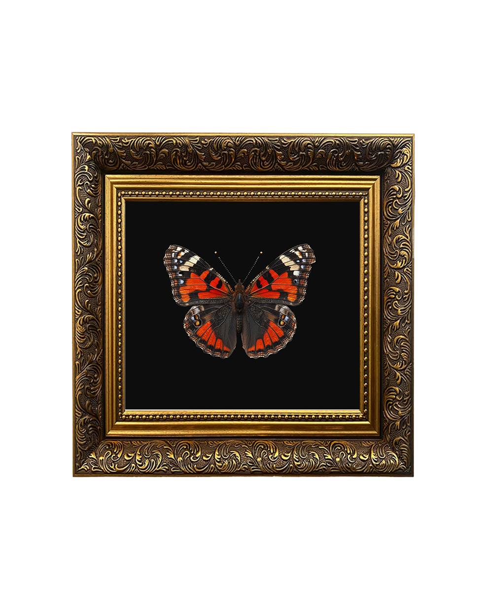 Red Admiral Butterfly, Framed Square Print (15cm x 15cm)