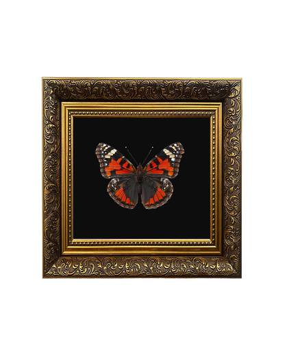 Red Admiral Butterfly, Framed Square Print (15cm x 15cm)