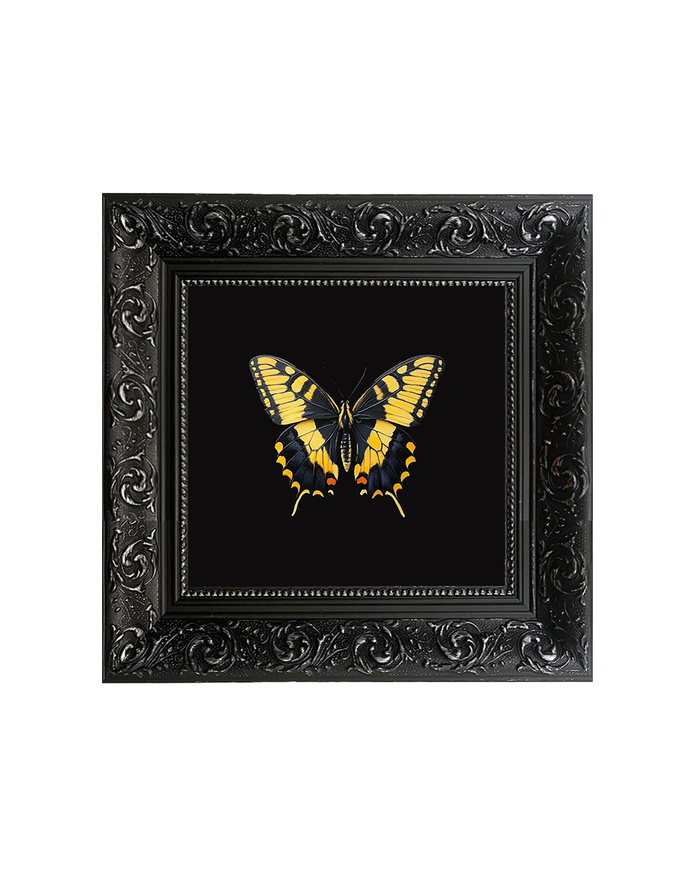 Swallowtail Butterfly, Specimen 2, Framed Square Print (15cm x 15cm)