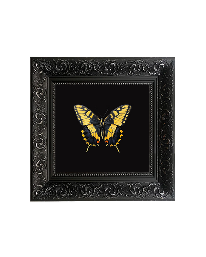 Swallowtail Butterfly, Specimen 2, Framed Square Print (15cm x 15cm)