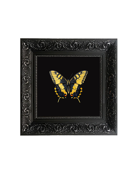 Swallowtail Butterfly, Specimen 2, Framed Square Print (15cm x 15cm)