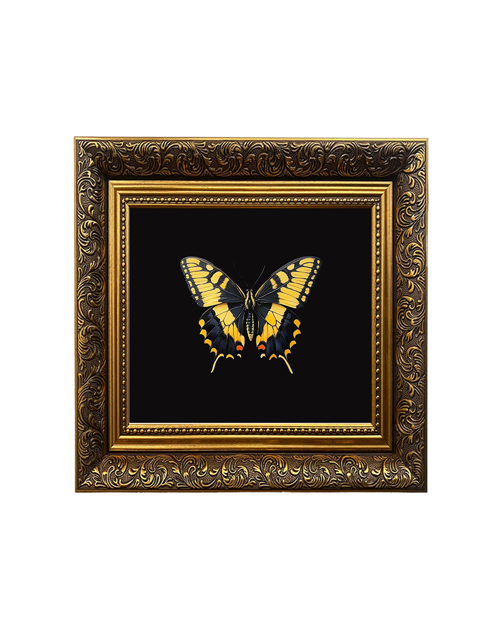 Swallowtail Butterfly, Specimen 2, Framed Square Print (15cm x 15cm)