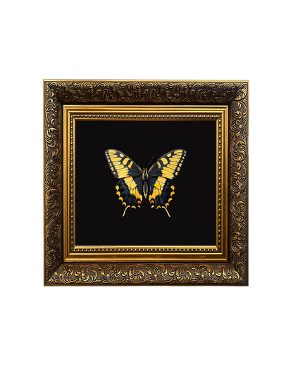 Swallowtail Butterfly, Specimen 2, Framed Square Print (15cm x 15cm)