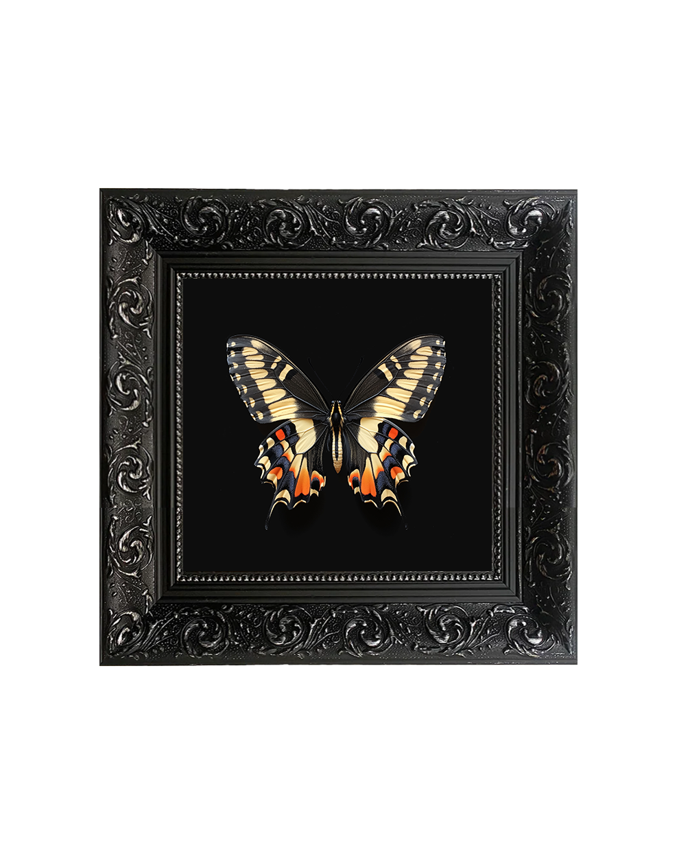 Swallowtail Butterfly, Specimen 3, Framed Square Print (15cm x 15cm)