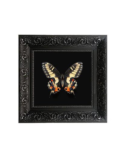 Swallowtail Butterfly, Specimen 3, Framed Square Print (15cm x 15cm)