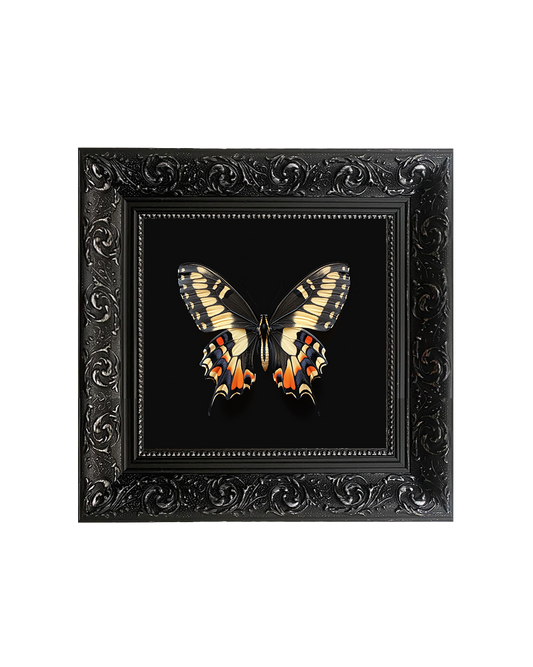 Swallowtail Butterfly, Specimen 3, Framed Square Print (15cm x 15cm)