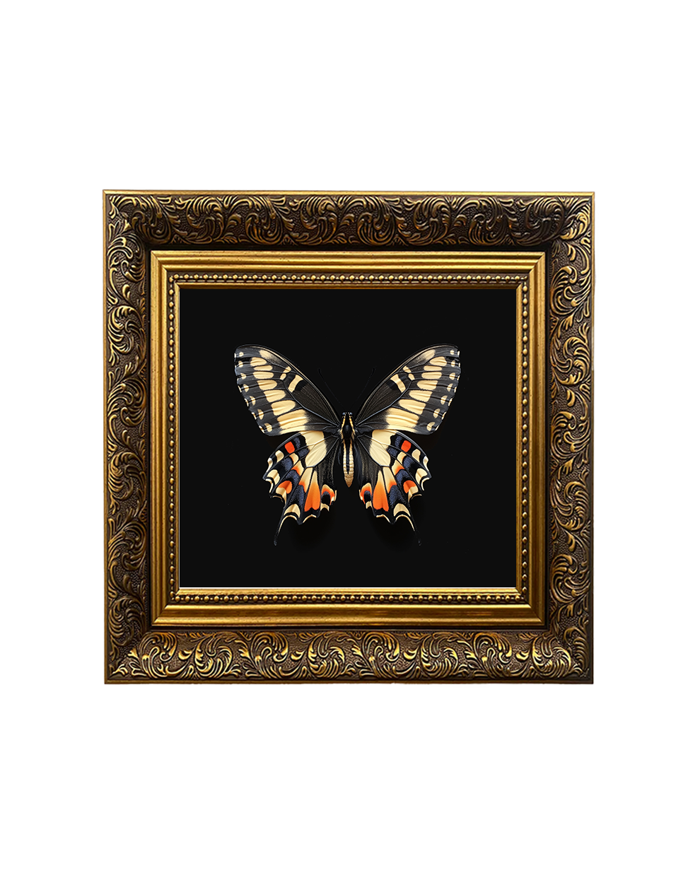 Swallowtail Butterfly, Specimen 3, Framed Square Print (15cm x 15cm)