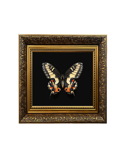 Swallowtail Butterfly, Specimen 3, Framed Square Print (15cm x 15cm)