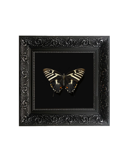 Zebra Longwing Butterfly, Framed Square Print (15cm x 15cm)