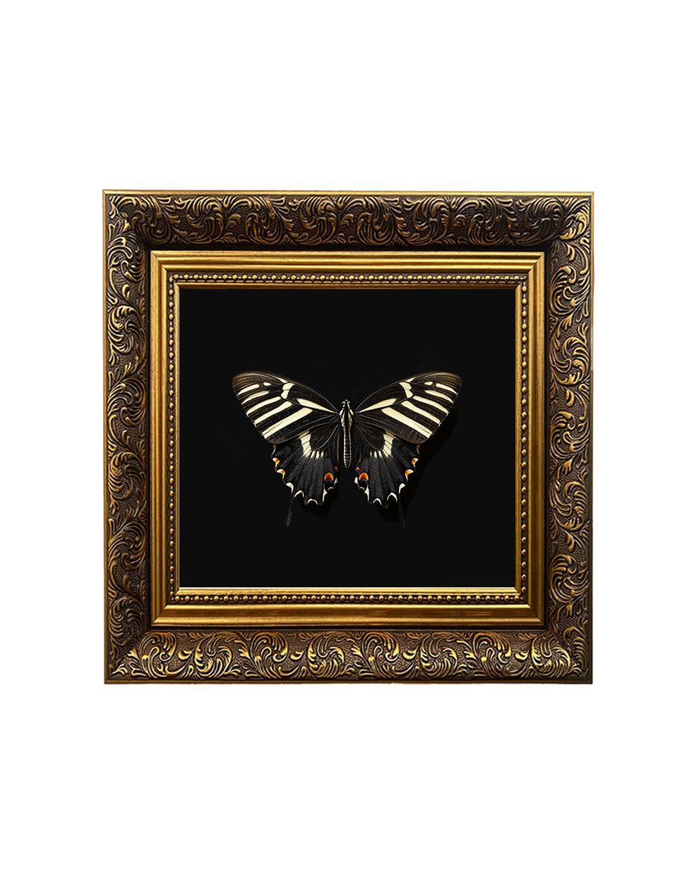 Zebra Longwing Butterfly, Framed Square Print (15cm x 15cm)