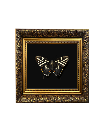 Zebra Longwing Butterfly, Framed Square Print (15cm x 15cm)